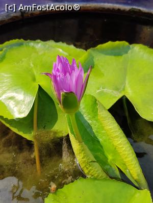 [P55] Thailanda este despre floarea de lotus... » foto by crismis
 - 
<span class="allrVoted glyphicon glyphicon-heart hidden" id="av1357651"></span>
<a class="m-l-10 hidden" id="sv1357651" onclick="voting_Foto_DelVot(,1357651,1769)" role="button">șterge vot <span class="glyphicon glyphicon-remove"></span></a>
<a id="v91357651" class=" c-red"  onclick="voting_Foto_SetVot(1357651)" role="button"><span class="glyphicon glyphicon-heart-empty"></span> <b>LIKE</b> = Votează poza</a> <img class="hidden"  id="f1357651W9" src="/imagini/loader.gif" border="0" /><span class="AjErrMes hidden" id="e1357651ErM"></span>