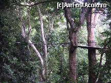 [P15] o priveliste super prin jungla, mai ales cu sunetele din jur » foto by djmully
 - 
<span class="allrVoted glyphicon glyphicon-heart hidden" id="av60062"></span>
<a class="m-l-10 hidden" id="sv60062" onclick="voting_Foto_DelVot(,60062,1769)" role="button">șterge vot <span class="glyphicon glyphicon-remove"></span></a>
<a id="v960062" class=" c-red"  onclick="voting_Foto_SetVot(60062)" role="button"><span class="glyphicon glyphicon-heart-empty"></span> <b>LIKE</b> = Votează poza</a> <img class="hidden"  id="f60062W9" src="/imagini/loader.gif" border="0" /><span class="AjErrMes hidden" id="e60062ErM"></span>
