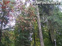 [P17] un copac cu niste fructe foarte interesante, am mai vazut asa ceva la manastiri, dar nu am aflat ce este » foto by valimi
 - 
<span class="allrVoted glyphicon glyphicon-heart hidden" id="av144709"></span>
<a class="m-l-10 hidden" id="sv144709" onclick="voting_Foto_DelVot(,144709,1782)" role="button">șterge vot <span class="glyphicon glyphicon-remove"></span></a>
<a id="v9144709" class=" c-red"  onclick="voting_Foto_SetVot(144709)" role="button"><span class="glyphicon glyphicon-heart-empty"></span> <b>LIKE</b> = Votează poza</a> <img class="hidden"  id="f144709W9" src="/imagini/loader.gif" border="0" /><span class="AjErrMes hidden" id="e144709ErM"></span>