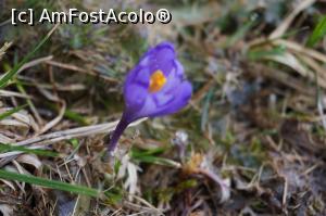 [P10]  -- <small>// FĂRĂ DESCRIERE</small> » foto by fra
 - 
<span class="allrVoted glyphicon glyphicon-heart hidden" id="av730262"></span>
<a class="m-l-10 hidden" id="sv730262" onclick="voting_Foto_DelVot(,730262,1782)" role="button">șterge vot <span class="glyphicon glyphicon-remove"></span></a>
<a id="v9730262" class=" c-red"  onclick="voting_Foto_SetVot(730262)" role="button"><span class="glyphicon glyphicon-heart-empty"></span> <b>LIKE</b> = Votează poza</a> <img class="hidden"  id="f730262W9" src="/imagini/loader.gif" border="0" /><span class="AjErrMes hidden" id="e730262ErM"></span>