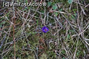 [P08] a venit primavara si la vatra dornei » foto by fra
 - 
<span class="allrVoted glyphicon glyphicon-heart hidden" id="av730259"></span>
<a class="m-l-10 hidden" id="sv730259" onclick="voting_Foto_DelVot(,730259,1782)" role="button">șterge vot <span class="glyphicon glyphicon-remove"></span></a>
<a id="v9730259" class=" c-red"  onclick="voting_Foto_SetVot(730259)" role="button"><span class="glyphicon glyphicon-heart-empty"></span> <b>LIKE</b> = Votează poza</a> <img class="hidden"  id="f730259W9" src="/imagini/loader.gif" border="0" /><span class="AjErrMes hidden" id="e730259ErM"></span>