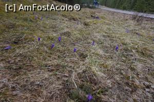 [P09] multe floricele mov. daca nu gresesc, branduse » foto by fra
 - 
<span class="allrVoted glyphicon glyphicon-heart hidden" id="av730260"></span>
<a class="m-l-10 hidden" id="sv730260" onclick="voting_Foto_DelVot(,730260,1782)" role="button">șterge vot <span class="glyphicon glyphicon-remove"></span></a>
<a id="v9730260" class=" c-red"  onclick="voting_Foto_SetVot(730260)" role="button"><span class="glyphicon glyphicon-heart-empty"></span> <b>LIKE</b> = Votează poza</a> <img class="hidden"  id="f730260W9" src="/imagini/loader.gif" border="0" /><span class="AjErrMes hidden" id="e730260ErM"></span>