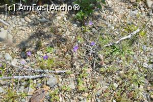 [P19] Aceste floricele au avut curajul să răsară la nici 300 de metri de o haldă de steril de lângă fosta carieră de sulf din Parcul Naţional Călimani, comuna Şaru Dornei, sat Gura Haitii, jud. Suceava.  » foto by traian.leuca †
 - 
<span class="allrVoted glyphicon glyphicon-heart hidden" id="av1065617"></span>
<a class="m-l-10 hidden" id="sv1065617" onclick="voting_Foto_DelVot(,1065617,1782)" role="button">șterge vot <span class="glyphicon glyphicon-remove"></span></a>
<a id="v91065617" class=" c-red"  onclick="voting_Foto_SetVot(1065617)" role="button"><span class="glyphicon glyphicon-heart-empty"></span> <b>LIKE</b> = Votează poza</a> <img class="hidden"  id="f1065617W9" src="/imagini/loader.gif" border="0" /><span class="AjErrMes hidden" id="e1065617ErM"></span>