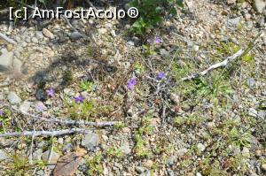 P19 [JUL-2018] Aceste floricele au avut curajul să răsară la nici 300 de metri de o haldă de steril de lângă fosta carieră de sulf din Parcul Naţional Călimani, comuna Şaru Dornei, sat Gura Haitii, jud. Suceava. 