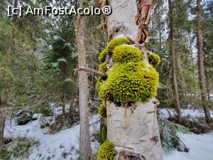 [P05] Locatarul omniprezent. » foto by Donutz
 - 
<span class="allrVoted glyphicon glyphicon-heart hidden" id="av1218534"></span>
<a class="m-l-10 hidden" id="sv1218534" onclick="voting_Foto_DelVot(,1218534,1782)" role="button">șterge vot <span class="glyphicon glyphicon-remove"></span></a>
<a id="v91218534" class=" c-red"  onclick="voting_Foto_SetVot(1218534)" role="button"><span class="glyphicon glyphicon-heart-empty"></span> <b>LIKE</b> = Votează poza</a> <img class="hidden"  id="f1218534W9" src="/imagini/loader.gif" border="0" /><span class="AjErrMes hidden" id="e1218534ErM"></span>
