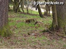 [P08] Iata s o scumpete de veverita,nu stiu daca se vede foarte bine nu am aparat performant » foto by alinutzza140*
 - 
<span class="allrVoted glyphicon glyphicon-heart hidden" id="av68348"></span>
<a class="m-l-10 hidden" id="sv68348" onclick="voting_Foto_DelVot(,68348,1782)" role="button">șterge vot <span class="glyphicon glyphicon-remove"></span></a>
<a id="v968348" class=" c-red"  onclick="voting_Foto_SetVot(68348)" role="button"><span class="glyphicon glyphicon-heart-empty"></span> <b>LIKE</b> = Votează poza</a> <img class="hidden"  id="f68348W9" src="/imagini/loader.gif" border="0" /><span class="AjErrMes hidden" id="e68348ErM"></span>