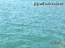 [P09] o Caretta-Caretta fotografiata in Kefalonia » foto by bitnic
 - 
<span class="allrVoted glyphicon glyphicon-heart hidden" id="av16716"></span>
<a class="m-l-10 hidden" id="sv16716" onclick="voting_Foto_DelVot(,16716,1787)" role="button">șterge vot <span class="glyphicon glyphicon-remove"></span></a>
<a id="v916716" class=" c-red"  onclick="voting_Foto_SetVot(16716)" role="button"><span class="glyphicon glyphicon-heart-empty"></span> <b>LIKE</b> = Votează poza</a> <img class="hidden"  id="f16716W9" src="/imagini/loader.gif" border="0" /><span class="AjErrMes hidden" id="e16716ErM"></span>