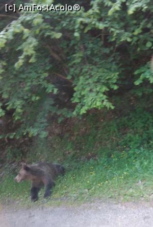 [P14] Transfăgărășan » foto by Mioritik
 - 
<span class="allrVoted glyphicon glyphicon-heart hidden" id="av1268287"></span>
<a class="m-l-10 hidden" id="sv1268287" onclick="voting_Foto_DelVot(,1268287,1790)" role="button">șterge vot <span class="glyphicon glyphicon-remove"></span></a>
<a id="v91268287" class=" c-red"  onclick="voting_Foto_SetVot(1268287)" role="button"><span class="glyphicon glyphicon-heart-empty"></span> <b>LIKE</b> = Votează poza</a> <img class="hidden"  id="f1268287W9" src="/imagini/loader.gif" border="0" /><span class="AjErrMes hidden" id="e1268287ErM"></span>