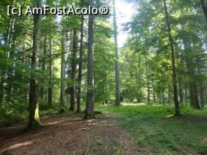 [P28] Prin pădure, după lemne pentru focul din acea seară.  » foto by Floryn81
 - 
<span class="allrVoted glyphicon glyphicon-heart hidden" id="av886346"></span>
<a class="m-l-10 hidden" id="sv886346" onclick="voting_Foto_DelVot(,886346,1790)" role="button">șterge vot <span class="glyphicon glyphicon-remove"></span></a>
<a id="v9886346" class=" c-red"  onclick="voting_Foto_SetVot(886346)" role="button"><span class="glyphicon glyphicon-heart-empty"></span> <b>LIKE</b> = Votează poza</a> <img class="hidden"  id="f886346W9" src="/imagini/loader.gif" border="0" /><span class="AjErrMes hidden" id="e886346ErM"></span>