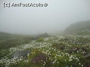 [P45] Floricele zgrubulite în luna iulie pe Transfăgărăşan.  » foto by Floryn81
 - 
<span class="allrVoted glyphicon glyphicon-heart hidden" id="av886384"></span>
<a class="m-l-10 hidden" id="sv886384" onclick="voting_Foto_DelVot(,886384,1790)" role="button">șterge vot <span class="glyphicon glyphicon-remove"></span></a>
<a id="v9886384" class=" c-red"  onclick="voting_Foto_SetVot(886384)" role="button"><span class="glyphicon glyphicon-heart-empty"></span> <b>LIKE</b> = Votează poza</a> <img class="hidden"  id="f886384W9" src="/imagini/loader.gif" border="0" /><span class="AjErrMes hidden" id="e886384ErM"></span>