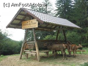 [P16] Valea Avrigului - Ferma de cerbi de la Pensiunea Poiana Neamțului. » foto by iulianic
 - 
<span class="allrVoted glyphicon glyphicon-heart hidden" id="av1382173"></span>
<a class="m-l-10 hidden" id="sv1382173" onclick="voting_Foto_DelVot(,1382173,1790)" role="button">șterge vot <span class="glyphicon glyphicon-remove"></span></a>
<a id="v91382173" class=" c-red"  onclick="voting_Foto_SetVot(1382173)" role="button"><span class="glyphicon glyphicon-heart-empty"></span> <b>LIKE</b> = Votează poza</a> <img class="hidden"  id="f1382173W9" src="/imagini/loader.gif" border="0" /><span class="AjErrMes hidden" id="e1382173ErM"></span>