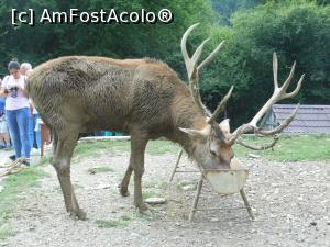 [P18] Valea Avrigului - Ferma de cerbi de la Pensiunea Poiana Neamțului. » foto by iulianic
 - 
<span class="allrVoted glyphicon glyphicon-heart hidden" id="av1382175"></span>
<a class="m-l-10 hidden" id="sv1382175" onclick="voting_Foto_DelVot(,1382175,1790)" role="button">șterge vot <span class="glyphicon glyphicon-remove"></span></a>
<a id="v91382175" class=" c-red"  onclick="voting_Foto_SetVot(1382175)" role="button"><span class="glyphicon glyphicon-heart-empty"></span> <b>LIKE</b> = Votează poza</a> <img class="hidden"  id="f1382175W9" src="/imagini/loader.gif" border="0" /><span class="AjErrMes hidden" id="e1382175ErM"></span>