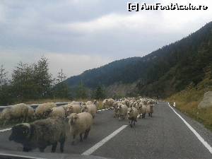 [P05] intalnire cu MIORITA » foto by danadana*
 - 
<span class="allrVoted glyphicon glyphicon-heart hidden" id="av567973"></span>
<a class="m-l-10 hidden" id="sv567973" onclick="voting_Foto_DelVot(,567973,1790)" role="button">șterge vot <span class="glyphicon glyphicon-remove"></span></a>
<a id="v9567973" class=" c-red"  onclick="voting_Foto_SetVot(567973)" role="button"><span class="glyphicon glyphicon-heart-empty"></span> <b>LIKE</b> = Votează poza</a> <img class="hidden"  id="f567973W9" src="/imagini/loader.gif" border="0" /><span class="AjErrMes hidden" id="e567973ErM"></span>