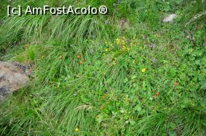 [P16] DN7C, Transfăgărășan - floră montană » foto by Dragoș_MD
 - 
<span class="allrVoted glyphicon glyphicon-heart hidden" id="av817839"></span>
<a class="m-l-10 hidden" id="sv817839" onclick="voting_Foto_DelVot(,817839,1790)" role="button">șterge vot <span class="glyphicon glyphicon-remove"></span></a>
<a id="v9817839" class=" c-red"  onclick="voting_Foto_SetVot(817839)" role="button"><span class="glyphicon glyphicon-heart-empty"></span> <b>LIKE</b> = Votează poza</a> <img class="hidden"  id="f817839W9" src="/imagini/loader.gif" border="0" /><span class="AjErrMes hidden" id="e817839ErM"></span>