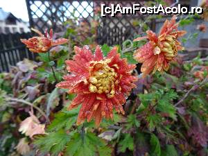 [P08] florile pensiunii » foto by simon_niculae
 - 
<span class="allrVoted glyphicon glyphicon-heart hidden" id="av698050"></span>
<a class="m-l-10 hidden" id="sv698050" onclick="voting_Foto_DelVot(,698050,1790)" role="button">șterge vot <span class="glyphicon glyphicon-remove"></span></a>
<a id="v9698050" class=" c-red"  onclick="voting_Foto_SetVot(698050)" role="button"><span class="glyphicon glyphicon-heart-empty"></span> <b>LIKE</b> = Votează poza</a> <img class="hidden"  id="f698050W9" src="/imagini/loader.gif" border="0" /><span class="AjErrMes hidden" id="e698050ErM"></span>