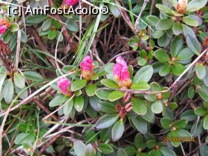 [P13] Aici a bătut mai mult soarele de a înflorit!  » foto by CATAAS
 - 
<span class="allrVoted glyphicon glyphicon-heart hidden" id="av849811"></span>
<a class="m-l-10 hidden" id="sv849811" onclick="voting_Foto_DelVot(,849811,1790)" role="button">șterge vot <span class="glyphicon glyphicon-remove"></span></a>
<a id="v9849811" class=" c-red"  onclick="voting_Foto_SetVot(849811)" role="button"><span class="glyphicon glyphicon-heart-empty"></span> <b>LIKE</b> = Votează poza</a> <img class="hidden"  id="f849811W9" src="/imagini/loader.gif" border="0" /><span class="AjErrMes hidden" id="e849811ErM"></span>