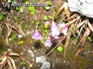 [P02] Oare cum rezistă aici?  » foto by CATAAS
 - 
<span class="allrVoted glyphicon glyphicon-heart hidden" id="av849800"></span>
<a class="m-l-10 hidden" id="sv849800" onclick="voting_Foto_DelVot(,849800,1790)" role="button">șterge vot <span class="glyphicon glyphicon-remove"></span></a>
<a id="v9849800" class=" c-red"  onclick="voting_Foto_SetVot(849800)" role="button"><span class="glyphicon glyphicon-heart-empty"></span> <b>LIKE</b> = Votează poza</a> <img class="hidden"  id="f849800W9" src="/imagini/loader.gif" border="0" /><span class="AjErrMes hidden" id="e849800ErM"></span>