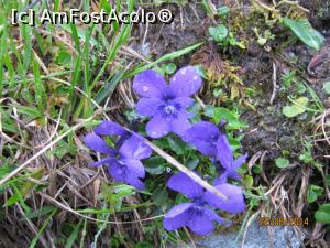 [P04] Frumuseţi montane » foto by CATAAS
 - 
<span class="allrVoted glyphicon glyphicon-heart hidden" id="av849802"></span>
<a class="m-l-10 hidden" id="sv849802" onclick="voting_Foto_DelVot(,849802,1790)" role="button">șterge vot <span class="glyphicon glyphicon-remove"></span></a>
<a id="v9849802" class=" c-red"  onclick="voting_Foto_SetVot(849802)" role="button"><span class="glyphicon glyphicon-heart-empty"></span> <b>LIKE</b> = Votează poza</a> <img class="hidden"  id="f849802W9" src="/imagini/loader.gif" border="0" /><span class="AjErrMes hidden" id="e849802ErM"></span>