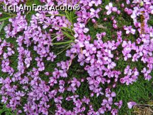 [P06] Mirific, nu e aşa?  » foto by CATAAS
 - 
<span class="allrVoted glyphicon glyphicon-heart hidden" id="av849804"></span>
<a class="m-l-10 hidden" id="sv849804" onclick="voting_Foto_DelVot(,849804,1790)" role="button">șterge vot <span class="glyphicon glyphicon-remove"></span></a>
<a id="v9849804" class=" c-red"  onclick="voting_Foto_SetVot(849804)" role="button"><span class="glyphicon glyphicon-heart-empty"></span> <b>LIKE</b> = Votează poza</a> <img class="hidden"  id="f849804W9" src="/imagini/loader.gif" border="0" /><span class="AjErrMes hidden" id="e849804ErM"></span>