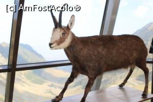 [P16] Transfagarasan, sept. 2016, capra neagra » foto by Dana2008
 - 
<span class="allrVoted glyphicon glyphicon-heart hidden" id="av822298"></span>
<a class="m-l-10 hidden" id="sv822298" onclick="voting_Foto_DelVot(,822298,1790)" role="button">șterge vot <span class="glyphicon glyphicon-remove"></span></a>
<a id="v9822298" class=" c-red"  onclick="voting_Foto_SetVot(822298)" role="button"><span class="glyphicon glyphicon-heart-empty"></span> <b>LIKE</b> = Votează poza</a> <img class="hidden"  id="f822298W9" src="/imagini/loader.gif" border="0" /><span class="AjErrMes hidden" id="e822298ErM"></span>