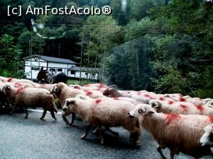 [P24]  :)  » foto by makuy*
 - 
<span class="allrVoted glyphicon glyphicon-heart hidden" id="av788008"></span>
<a class="m-l-10 hidden" id="sv788008" onclick="voting_Foto_DelVot(,788008,1790)" role="button">șterge vot <span class="glyphicon glyphicon-remove"></span></a>
<a id="v9788008" class=" c-red"  onclick="voting_Foto_SetVot(788008)" role="button"><span class="glyphicon glyphicon-heart-empty"></span> <b>LIKE</b> = Votează poza</a> <img class="hidden"  id="f788008W9" src="/imagini/loader.gif" border="0" /><span class="AjErrMes hidden" id="e788008ErM"></span>