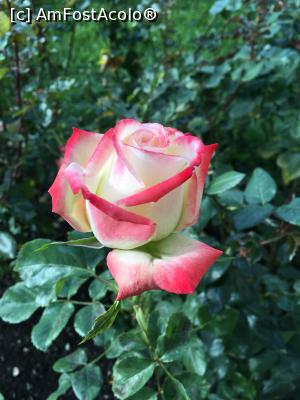 [P22]  -- <small>// FĂRĂ DESCRIERE</small> » foto by RossoNerro
 - 
<span class="allrVoted glyphicon glyphicon-heart hidden" id="av924489"></span>
<a class="m-l-10 hidden" id="sv924489" onclick="voting_Foto_DelVot(,924489,1792)" role="button">șterge vot <span class="glyphicon glyphicon-remove"></span></a>
<a id="v9924489" class=" c-red"  onclick="voting_Foto_SetVot(924489)" role="button"><span class="glyphicon glyphicon-heart-empty"></span> <b>LIKE</b> = Votează poza</a> <img class="hidden"  id="f924489W9" src="/imagini/loader.gif" border="0" /><span class="AjErrMes hidden" id="e924489ErM"></span>