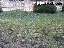 [P08] Sa nu uit de micsunele. Erau din abundenta in apropierea hotelui. O incantare pentru ochi si pentru aparatele de fotografiat. Parca pozau, dragutele de ele, pentru nu stiu ce reviste cu pretentii, asa de mandre erau. » foto by sharky1973
 - 
<span class="allrVoted glyphicon glyphicon-heart hidden" id="av194159"></span>
<a class="m-l-10 hidden" id="sv194159" onclick="voting_Foto_DelVot(,194159,1828)" role="button">șterge vot <span class="glyphicon glyphicon-remove"></span></a>
<a id="v9194159" class=" c-red"  onclick="voting_Foto_SetVot(194159)" role="button"><span class="glyphicon glyphicon-heart-empty"></span> <b>LIKE</b> = Votează poza</a> <img class="hidden"  id="f194159W9" src="/imagini/loader.gif" border="0" /><span class="AjErrMes hidden" id="e194159ErM"></span>