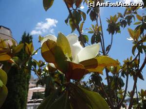 [P06] Un fel de magnolie cred.  » foto by fanespoitorul
 - 
<span class="allrVoted glyphicon glyphicon-heart hidden" id="av528951"></span>
<a class="m-l-10 hidden" id="sv528951" onclick="voting_Foto_DelVot(,528951,1929)" role="button">șterge vot <span class="glyphicon glyphicon-remove"></span></a>
<a id="v9528951" class=" c-red"  onclick="voting_Foto_SetVot(528951)" role="button"><span class="glyphicon glyphicon-heart-empty"></span> <b>LIKE</b> = Votează poza</a> <img class="hidden"  id="f528951W9" src="/imagini/loader.gif" border="0" /><span class="AjErrMes hidden" id="e528951ErM"></span>