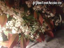 [P11] Gardul hotelului dinspre faleza este plin cu astfel de flori. In luna mai sunt superbe, miros foarte tare. » foto by irma_ro*
 - 
<span class="allrVoted glyphicon glyphicon-heart hidden" id="av62115"></span>
<a class="m-l-10 hidden" id="sv62115" onclick="voting_Foto_DelVot(,62115,1935)" role="button">șterge vot <span class="glyphicon glyphicon-remove"></span></a>
<a id="v962115" class=" c-red"  onclick="voting_Foto_SetVot(62115)" role="button"><span class="glyphicon glyphicon-heart-empty"></span> <b>LIKE</b> = Votează poza</a> <img class="hidden"  id="f62115W9" src="/imagini/loader.gif" border="0" /><span class="AjErrMes hidden" id="e62115ErM"></span>