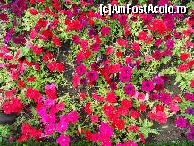 [P09] Superbe aranjamente de petunii - ne-au placut la nebunie » foto by ancabanu
 - 
<span class="allrVoted glyphicon glyphicon-heart hidden" id="av46978"></span>
<a class="m-l-10 hidden" id="sv46978" onclick="voting_Foto_DelVot(,46978,1941)" role="button">șterge vot <span class="glyphicon glyphicon-remove"></span></a>
<a id="v946978" class=" c-red"  onclick="voting_Foto_SetVot(46978)" role="button"><span class="glyphicon glyphicon-heart-empty"></span> <b>LIKE</b> = Votează poza</a> <img class="hidden"  id="f46978W9" src="/imagini/loader.gif" border="0" /><span class="AjErrMes hidden" id="e46978ErM"></span>