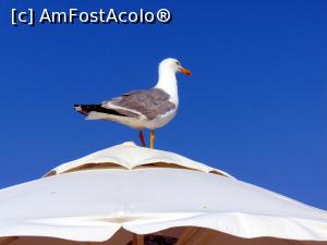 [P10] Cautand ceva de insfacat » foto by cristisch2003
 - 
<span class="allrVoted glyphicon glyphicon-heart hidden" id="av1174679"></span>
<a class="m-l-10 hidden" id="sv1174679" onclick="voting_Foto_DelVot(,1174679,1946)" role="button">șterge vot <span class="glyphicon glyphicon-remove"></span></a>
<a id="v91174679" class=" c-red"  onclick="voting_Foto_SetVot(1174679)" role="button"><span class="glyphicon glyphicon-heart-empty"></span> <b>LIKE</b> = Votează poza</a> <img class="hidden"  id="f1174679W9" src="/imagini/loader.gif" border="0" /><span class="AjErrMes hidden" id="e1174679ErM"></span>