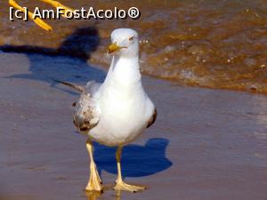 [P08] Un tupeist » foto by cristisch2003
 - 
<span class="allrVoted glyphicon glyphicon-heart hidden" id="av1174677"></span>
<a class="m-l-10 hidden" id="sv1174677" onclick="voting_Foto_DelVot(,1174677,1946)" role="button">șterge vot <span class="glyphicon glyphicon-remove"></span></a>
<a id="v91174677" class=" c-red"  onclick="voting_Foto_SetVot(1174677)" role="button"><span class="glyphicon glyphicon-heart-empty"></span> <b>LIKE</b> = Votează poza</a> <img class="hidden"  id="f1174677W9" src="/imagini/loader.gif" border="0" /><span class="AjErrMes hidden" id="e1174677ErM"></span>