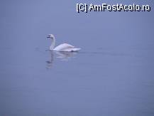 [P09] lebada in portul nessebar » foto by banal
 - 
<span class="allrVoted glyphicon glyphicon-heart hidden" id="av92212"></span>
<a class="m-l-10 hidden" id="sv92212" onclick="voting_Foto_DelVot(,92212,1951)" role="button">șterge vot <span class="glyphicon glyphicon-remove"></span></a>
<a id="v992212" class=" c-red"  onclick="voting_Foto_SetVot(92212)" role="button"><span class="glyphicon glyphicon-heart-empty"></span> <b>LIKE</b> = Votează poza</a> <img class="hidden"  id="f92212W9" src="/imagini/loader.gif" border="0" /><span class="AjErrMes hidden" id="e92212ErM"></span>