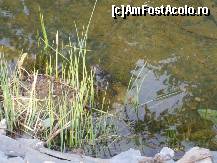 [P16] O broscuta mititica, pierduta in iaz » foto by dananecula*
 - 
<span class="allrVoted glyphicon glyphicon-heart hidden" id="av40962"></span>
<a class="m-l-10 hidden" id="sv40962" onclick="voting_Foto_DelVot(,40962,1972)" role="button">șterge vot <span class="glyphicon glyphicon-remove"></span></a>
<a id="v940962" class=" c-red"  onclick="voting_Foto_SetVot(40962)" role="button"><span class="glyphicon glyphicon-heart-empty"></span> <b>LIKE</b> = Votează poza</a> <img class="hidden"  id="f40962W9" src="/imagini/loader.gif" border="0" /><span class="AjErrMes hidden" id="e40962ErM"></span>