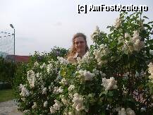 [P03] Imens de adevaratele tufe de liliac alb (si cel mov mai in spate) si un coltisor din terenul de tenis (cu nocturna) » foto by dananecula*
 - 
<span class="allrVoted glyphicon glyphicon-heart hidden" id="av40415"></span>
<a class="m-l-10 hidden" id="sv40415" onclick="voting_Foto_DelVot(,40415,1972)" role="button">șterge vot <span class="glyphicon glyphicon-remove"></span></a>
<a id="v940415" class=" c-red"  onclick="voting_Foto_SetVot(40415)" role="button"><span class="glyphicon glyphicon-heart-empty"></span> <b>LIKE</b> = Votează poza</a> <img class="hidden"  id="f40415W9" src="/imagini/loader.gif" border="0" /><span class="AjErrMes hidden" id="e40415ErM"></span>