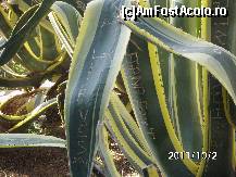 [P59] Pe o frunza de aloe
Eu am scris povestea mea
Cine-o trece si-o citi-o
Va sti totul despre ea » foto by roth
 - 
<span class="allrVoted glyphicon glyphicon-heart hidden" id="av266105"></span>
<a class="m-l-10 hidden" id="sv266105" onclick="voting_Foto_DelVot(,266105,1999)" role="button">șterge vot <span class="glyphicon glyphicon-remove"></span></a>
<a id="v9266105" class=" c-red"  onclick="voting_Foto_SetVot(266105)" role="button"><span class="glyphicon glyphicon-heart-empty"></span> <b>LIKE</b> = Votează poza</a> <img class="hidden"  id="f266105W9" src="/imagini/loader.gif" border="0" /><span class="AjErrMes hidden" id="e266105ErM"></span>