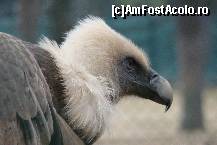 [P06] zoo barcelona... » foto by calingolea
 - 
<span class="allrVoted glyphicon glyphicon-heart hidden" id="av60563"></span>
<a class="m-l-10 hidden" id="sv60563" onclick="voting_Foto_DelVot(,60563,1999)" role="button">șterge vot <span class="glyphicon glyphicon-remove"></span></a>
<a id="v960563" class=" c-red"  onclick="voting_Foto_SetVot(60563)" role="button"><span class="glyphicon glyphicon-heart-empty"></span> <b>LIKE</b> = Votează poza</a> <img class="hidden"  id="f60563W9" src="/imagini/loader.gif" border="0" /><span class="AjErrMes hidden" id="e60563ErM"></span>