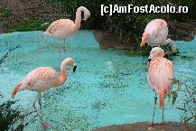 [P07] zoo Barcelona » foto by calingolea
 - 
<span class="allrVoted glyphicon glyphicon-heart hidden" id="av60564"></span>
<a class="m-l-10 hidden" id="sv60564" onclick="voting_Foto_DelVot(,60564,1999)" role="button">șterge vot <span class="glyphicon glyphicon-remove"></span></a>
<a id="v960564" class=" c-red"  onclick="voting_Foto_SetVot(60564)" role="button"><span class="glyphicon glyphicon-heart-empty"></span> <b>LIKE</b> = Votează poza</a> <img class="hidden"  id="f60564W9" src="/imagini/loader.gif" border="0" /><span class="AjErrMes hidden" id="e60564ErM"></span>