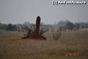[P17] Musuroi de termite » foto by Kyandra
 - 
<span class="allrVoted glyphicon glyphicon-heart hidden" id="av601513"></span>
<a class="m-l-10 hidden" id="sv601513" onclick="voting_Foto_DelVot(,601513,2009)" role="button">șterge vot <span class="glyphicon glyphicon-remove"></span></a>
<a id="v9601513" class=" c-red"  onclick="voting_Foto_SetVot(601513)" role="button"><span class="glyphicon glyphicon-heart-empty"></span> <b>LIKE</b> = Votează poza</a> <img class="hidden"  id="f601513W9" src="/imagini/loader.gif" border="0" /><span class="AjErrMes hidden" id="e601513ErM"></span>