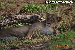 [P05] O leoaica somnoroasa » foto by Kyandra
 - 
<span class="allrVoted glyphicon glyphicon-heart hidden" id="av601501"></span>
<a class="m-l-10 hidden" id="sv601501" onclick="voting_Foto_DelVot(,601501,2009)" role="button">șterge vot <span class="glyphicon glyphicon-remove"></span></a>
<a id="v9601501" class=" c-red"  onclick="voting_Foto_SetVot(601501)" role="button"><span class="glyphicon glyphicon-heart-empty"></span> <b>LIKE</b> = Votează poza</a> <img class="hidden"  id="f601501W9" src="/imagini/loader.gif" border="0" /><span class="AjErrMes hidden" id="e601501ErM"></span>