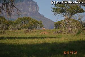 [P19] Savana » foto by Kyandra
 - 
<span class="allrVoted glyphicon glyphicon-heart hidden" id="av602019"></span>
<a class="m-l-10 hidden" id="sv602019" onclick="voting_Foto_DelVot(,602019,2009)" role="button">șterge vot <span class="glyphicon glyphicon-remove"></span></a>
<a id="v9602019" class=" c-red"  onclick="voting_Foto_SetVot(602019)" role="button"><span class="glyphicon glyphicon-heart-empty"></span> <b>LIKE</b> = Votează poza</a> <img class="hidden"  id="f602019W9" src="/imagini/loader.gif" border="0" /><span class="AjErrMes hidden" id="e602019ErM"></span>