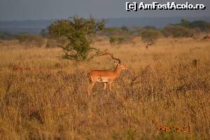 [P26] Savana la rasarit » foto by Kyandra
 - 
<span class="allrVoted glyphicon glyphicon-heart hidden" id="av602026"></span>
<a class="m-l-10 hidden" id="sv602026" onclick="voting_Foto_DelVot(,602026,2009)" role="button">șterge vot <span class="glyphicon glyphicon-remove"></span></a>
<a id="v9602026" class=" c-red"  onclick="voting_Foto_SetVot(602026)" role="button"><span class="glyphicon glyphicon-heart-empty"></span> <b>LIKE</b> = Votează poza</a> <img class="hidden"  id="f602026W9" src="/imagini/loader.gif" border="0" /><span class="AjErrMes hidden" id="e602026ErM"></span>