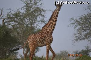 [P27] Miss Giraffe » foto by Kyandra
 - 
<span class="allrVoted glyphicon glyphicon-heart hidden" id="av602027"></span>
<a class="m-l-10 hidden" id="sv602027" onclick="voting_Foto_DelVot(,602027,2009)" role="button">șterge vot <span class="glyphicon glyphicon-remove"></span></a>
<a id="v9602027" class=" c-red"  onclick="voting_Foto_SetVot(602027)" role="button"><span class="glyphicon glyphicon-heart-empty"></span> <b>LIKE</b> = Votează poza</a> <img class="hidden"  id="f602027W9" src="/imagini/loader.gif" border="0" /><span class="AjErrMes hidden" id="e602027ErM"></span>