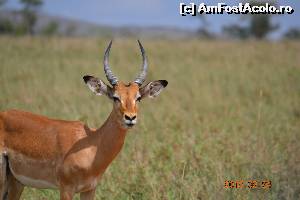 [P32] Va asteptam in Kenya!!  » foto by Kyandra
 - 
<span class="allrVoted glyphicon glyphicon-heart hidden" id="av602032"></span>
<a class="m-l-10 hidden" id="sv602032" onclick="voting_Foto_DelVot(,602032,2009)" role="button">șterge vot <span class="glyphicon glyphicon-remove"></span></a>
<a id="v9602032" class=" c-red"  onclick="voting_Foto_SetVot(602032)" role="button"><span class="glyphicon glyphicon-heart-empty"></span> <b>LIKE</b> = Votează poza</a> <img class="hidden"  id="f602032W9" src="/imagini/loader.gif" border="0" /><span class="AjErrMes hidden" id="e602032ErM"></span>