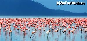 [P11] Lacul Nakuru » foto by Kyandra
 - 
<span class="allrVoted glyphicon glyphicon-heart hidden" id="av602681"></span>
<a class="m-l-10 hidden" id="sv602681" onclick="voting_Foto_DelVot(,602681,2009)" role="button">șterge vot <span class="glyphicon glyphicon-remove"></span></a>
<a id="v9602681" class=" c-red"  onclick="voting_Foto_SetVot(602681)" role="button"><span class="glyphicon glyphicon-heart-empty"></span> <b>LIKE</b> = Votează poza</a> <img class="hidden"  id="f602681W9" src="/imagini/loader.gif" border="0" /><span class="AjErrMes hidden" id="e602681ErM"></span>