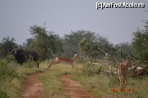 [P17] Imagine din savana » foto by Kyandra
 - 
<span class="allrVoted glyphicon glyphicon-heart hidden" id="av602687"></span>
<a class="m-l-10 hidden" id="sv602687" onclick="voting_Foto_DelVot(,602687,2009)" role="button">șterge vot <span class="glyphicon glyphicon-remove"></span></a>
<a id="v9602687" class=" c-red"  onclick="voting_Foto_SetVot(602687)" role="button"><span class="glyphicon glyphicon-heart-empty"></span> <b>LIKE</b> = Votează poza</a> <img class="hidden"  id="f602687W9" src="/imagini/loader.gif" border="0" /><span class="AjErrMes hidden" id="e602687ErM"></span>