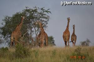 [P03] Concurand National Geographic » foto by Kyandra
 - 
<span class="allrVoted glyphicon glyphicon-heart hidden" id="av602673"></span>
<a class="m-l-10 hidden" id="sv602673" onclick="voting_Foto_DelVot(,602673,2009)" role="button">șterge vot <span class="glyphicon glyphicon-remove"></span></a>
<a id="v9602673" class=" c-red"  onclick="voting_Foto_SetVot(602673)" role="button"><span class="glyphicon glyphicon-heart-empty"></span> <b>LIKE</b> = Votează poza</a> <img class="hidden"  id="f602673W9" src="/imagini/loader.gif" border="0" /><span class="AjErrMes hidden" id="e602673ErM"></span>