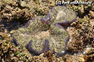 [P79] Anemona de mare (cred :-)  » foto by cristina65
 - 
<span class="allrVoted glyphicon glyphicon-heart hidden" id="av589866"></span>
<a class="m-l-10 hidden" id="sv589866" onclick="voting_Foto_DelVot(,589866,2009)" role="button">șterge vot <span class="glyphicon glyphicon-remove"></span></a>
<a id="v9589866" class=" c-red"  onclick="voting_Foto_SetVot(589866)" role="button"><span class="glyphicon glyphicon-heart-empty"></span> <b>LIKE</b> = Votează poza</a> <img class="hidden"  id="f589866W9" src="/imagini/loader.gif" border="0" /><span class="AjErrMes hidden" id="e589866ErM"></span>