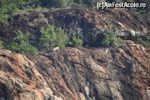 [P118] Leopard pe Lion's Rock » foto by cristina65
 - 
<span class="allrVoted glyphicon glyphicon-heart hidden" id="av590786"></span>
<a class="m-l-10 hidden" id="sv590786" onclick="voting_Foto_DelVot(,590786,2009)" role="button">șterge vot <span class="glyphicon glyphicon-remove"></span></a>
<a id="v9590786" class=" c-red"  onclick="voting_Foto_SetVot(590786)" role="button"><span class="glyphicon glyphicon-heart-empty"></span> <b>LIKE</b> = Votează poza</a> <img class="hidden"  id="f590786W9" src="/imagini/loader.gif" border="0" /><span class="AjErrMes hidden" id="e590786ErM"></span>