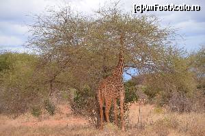 [P35] Ora mesei pt girafe la un restaurant raw-vegan » foto by cristina65
 - 
<span class="allrVoted glyphicon glyphicon-heart hidden" id="av590649"></span>
<a class="m-l-10 hidden" id="sv590649" onclick="voting_Foto_DelVot(,590649,2009)" role="button">șterge vot <span class="glyphicon glyphicon-remove"></span></a>
<a id="v9590649" class=" c-red"  onclick="voting_Foto_SetVot(590649)" role="button"><span class="glyphicon glyphicon-heart-empty"></span> <b>LIKE</b> = Votează poza</a> <img class="hidden"  id="f590649W9" src="/imagini/loader.gif" border="0" /><span class="AjErrMes hidden" id="e590649ErM"></span>